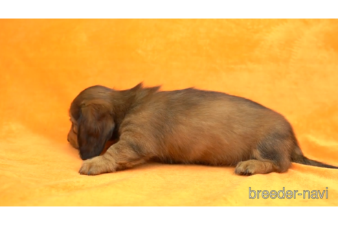 成約済の東京都のミニチュアダックスフンド(ロングヘアード)-154154の5枚目